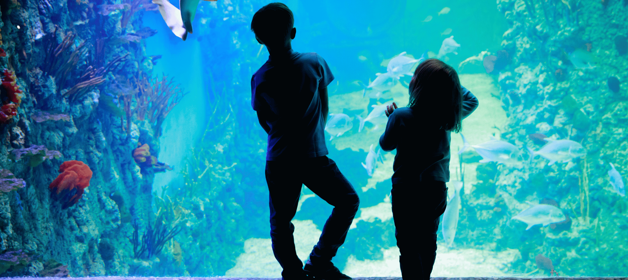 two children look at fish at point defiance aquarium